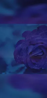 Elegant blue rose with dewdrops, perfect for a calming mobile wallpaper.