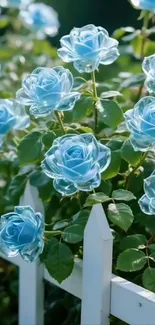 Blue roses in a garden with a white picket fence