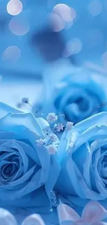 Blue roses with bokeh effect on wallpaper.