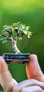 Bonsai tree held gently in hand with a vibrant green background.