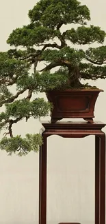 Bonsai tree elegantly displayed on a wooden stand against a neutral background.