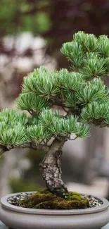 Serene bonsai tree wallpaper with lush green foliage.