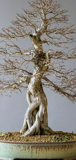 Leafless bonsai tree with twisted branches in a pot on neutral background.