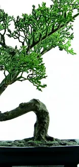 Elegant bonsai tree in a black pot against white background.