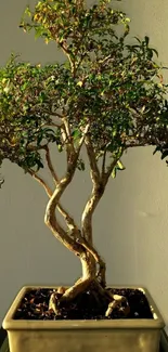 Elegant bonsai tree in a pot with green leaves and twisted trunk.