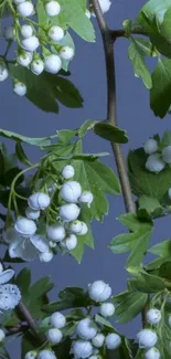 Botanical wallpaper with green leaves and white berries on a dark background.