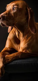 Brown dog laying on leather chair, serene and elegant.