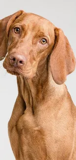 Elegant brown dog portrait on white background.