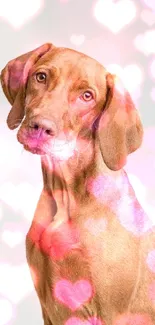 Elegant brown dog posing on a minimalist light background.