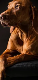 Elegant brown dog posing against a dark backdrop.