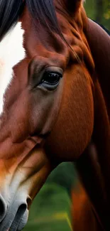 Close-up of a brown horse with white markings in a nature setting.