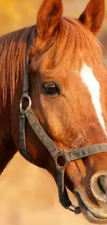 Majestic brown horse with autumn background in a serene wallpaper setting.