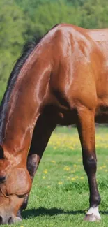 A majestic brown horse grazing in a lush green meadow under a clear sky.