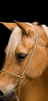 Elegant brown horse with golden bridle on black background.