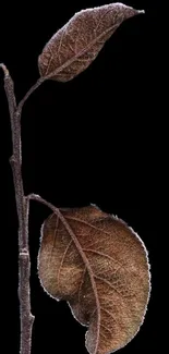 Brown leaf against a dark background, showcasing nature's simplicity.