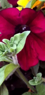 Close-up of a vibrant deep red flower with green leaves.