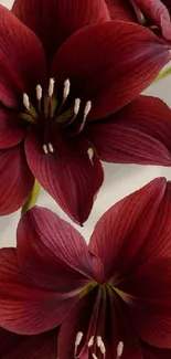 Burgundy lily blossoms on white background