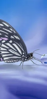 Elegant butterfly resting near a droplet on a blue background.