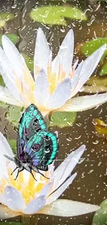 Colorful butterfly rests on white water lilies.