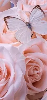 White butterfly on peach roses wallpaper.