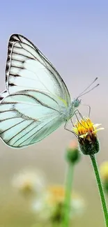 White butterfly on a yellow flower with soft background.