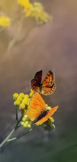 Elegant butterflies on yellow blossoms with a soft natural background.