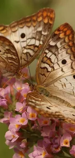 Two butterflies resting on pink flowers.