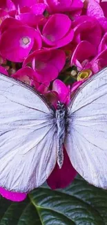 White butterfly on pink hydrangeas wallpaper.