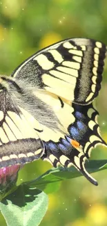 Butterfly resting on a pink flower in green scenery.