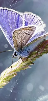 Purple butterfly resting on a dewy plant.