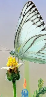 White butterfly resting on a yellow flower with a light blue background.