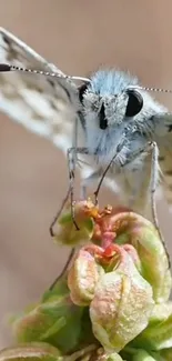 Butterfly on a bloom with soft beige background.