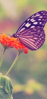 Butterfly perched on vibrant orange blossom with a soft green backdrop.