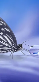 A butterfly resting on a dew drop with a calming blue background.