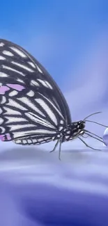 Butterfly perched on soft blue background.