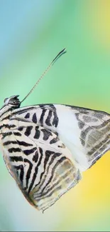 Elegant butterfly with striped wings on a branch with green background.