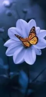 Bright butterfly on a white flower against a deep blue background wallpaper.