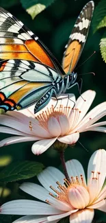 Colorful butterfly on white flowers in nature wallpaper.