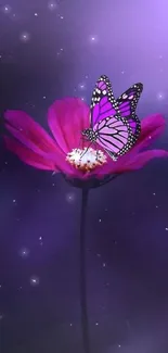 Vibrant purple butterfly on flower against dark background.