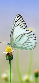 Elegant butterfly resting on a flower with a blue sky background.