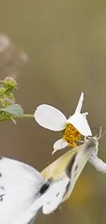 White butterfly perched on daisy-like flower, showcasing nature's elegance.