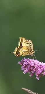 Yellow butterfly on purple flower with green background.