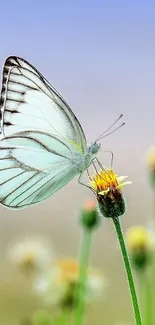 Butterfly resting on a flower with blurred natural background.