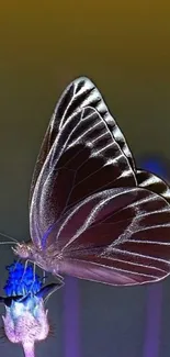 Elegant butterfly perched on a vibrant flower, perfect for mobile wallpaper.