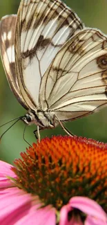 Delicate butterfly resting on a pink flower in a vibrant natural setting.