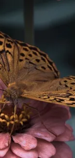 Brown butterfly resting on pink flower in close-up view.