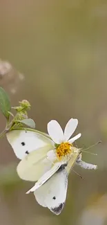 White butterfly perched on a flower in a serene natural setting.