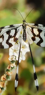 Elegant butterfly perched on a white flower with a green backdrop.