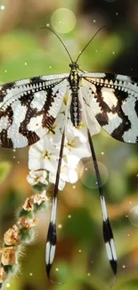 Elegant black and white butterfly on flower with blurred green background.