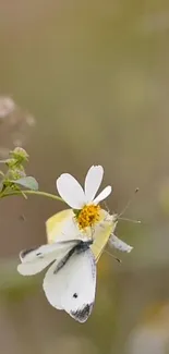 White butterfly on flower with blurred background.